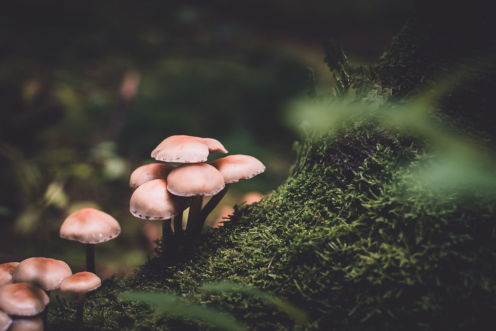 The Mushroom Lab