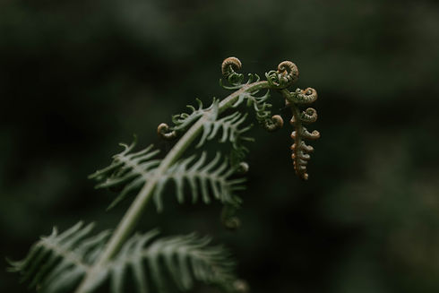 Image by Charlotte Coneybeer