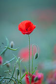 Image by Diana Parkhouse