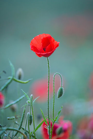 Image de Diana Parkhouse