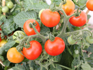 cherry tomatoes on a vine