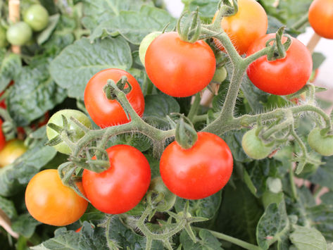 cherry tomatoes on a vine