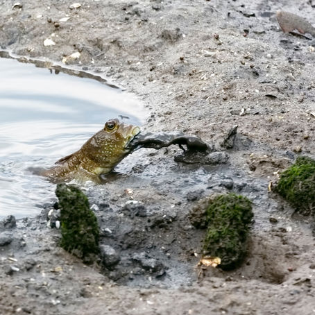 New funding from the Human Frontier Science Program!