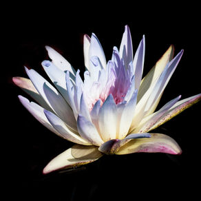 Das Halschakra – Vishuddha-Chakra