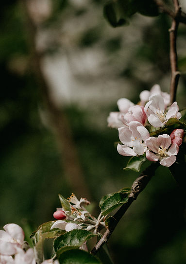 Image by Annie Spratt