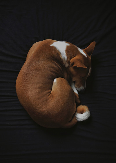 Dog Sleeping