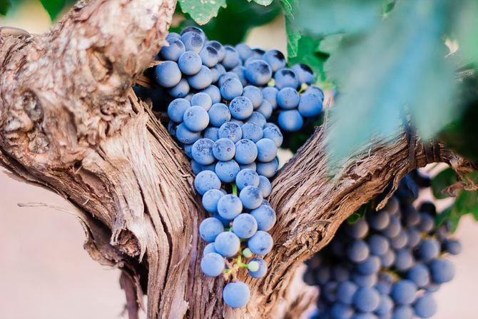 Coldiretti: “Valgono almeno 3 miliardi i vini Made in Italy a rischio scippo”