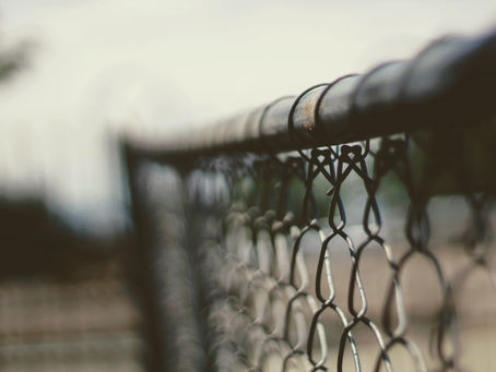New stretch of wild dog fence announced along SA/NSW border