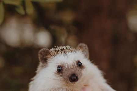 Image by Sierra Narvaeth
