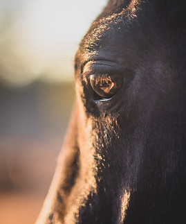 Image de Kirsten LaChance