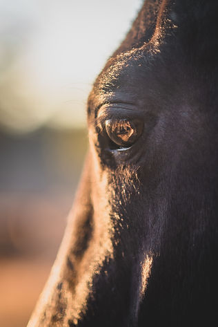 Image by Kirsten LaChance