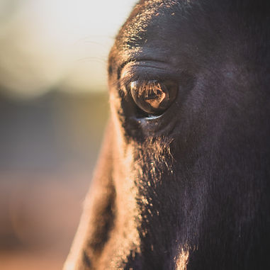 Image by Kirsten LaChance