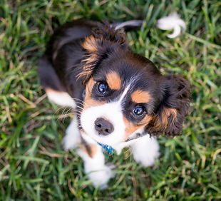 Image by Austin Kirk