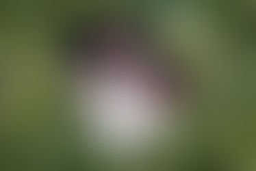 House Training Your New Puppy: Exploring Different Methods