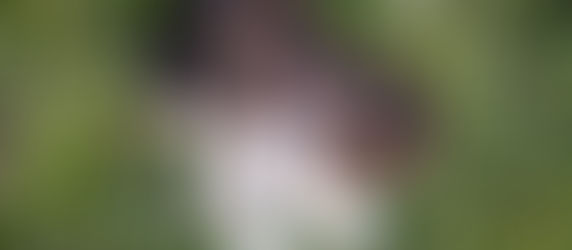 パピートレーニングは頑張って生後6ヶ月までには受けた方がいいらしいの巻