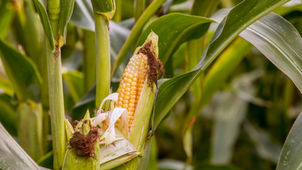 MAHA Report Ag Impact | Drought in Corn-Growing States | More USDA Cuts