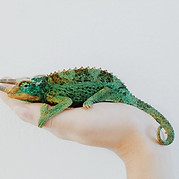 Image by Amy Humphries