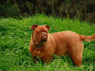 Le Dogue de Bordeaux