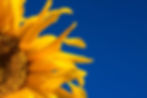 Summer Solstice Ritual - Abundance & Expansion