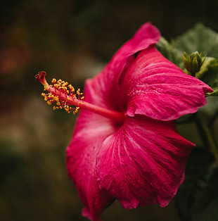 Image by paje victoria