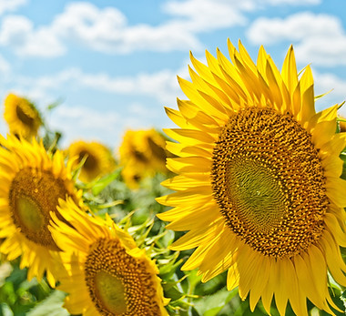 Image by Aleksandr Eremin