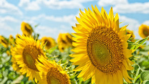 Summer 2022 Newsletter