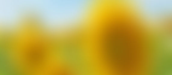 Champ de tournesols en pleine floraison sous un ciel bleu d'été.