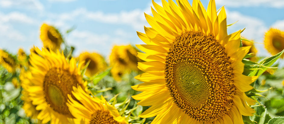Champ de tournesols en pleine floraison sous un ciel bleu d'été.