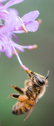 Image by Jason Leung