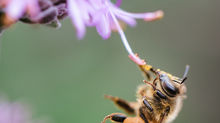 Feeding Honeybees in the Spring