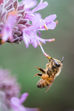 Feeding Honeybees in the Spring