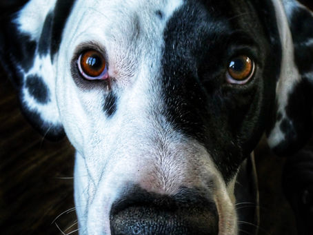 Parvovirus in Canines