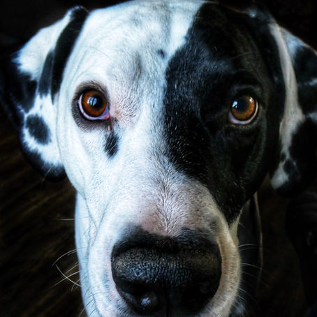 Parvovirus in Canines