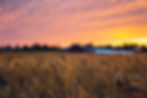Prairie wheat in the sunset