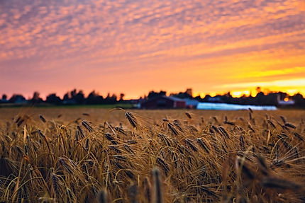Managing Malt Genetics for Feed End-use