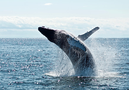 Image by Todd Cravens