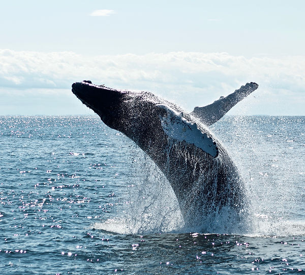 Image by Todd Cravens