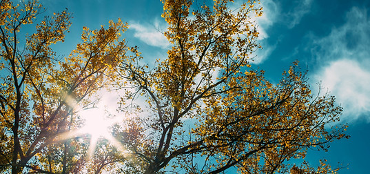 Himmel mit Baum