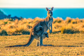 Empowering New Parents with the Kangaroo Method