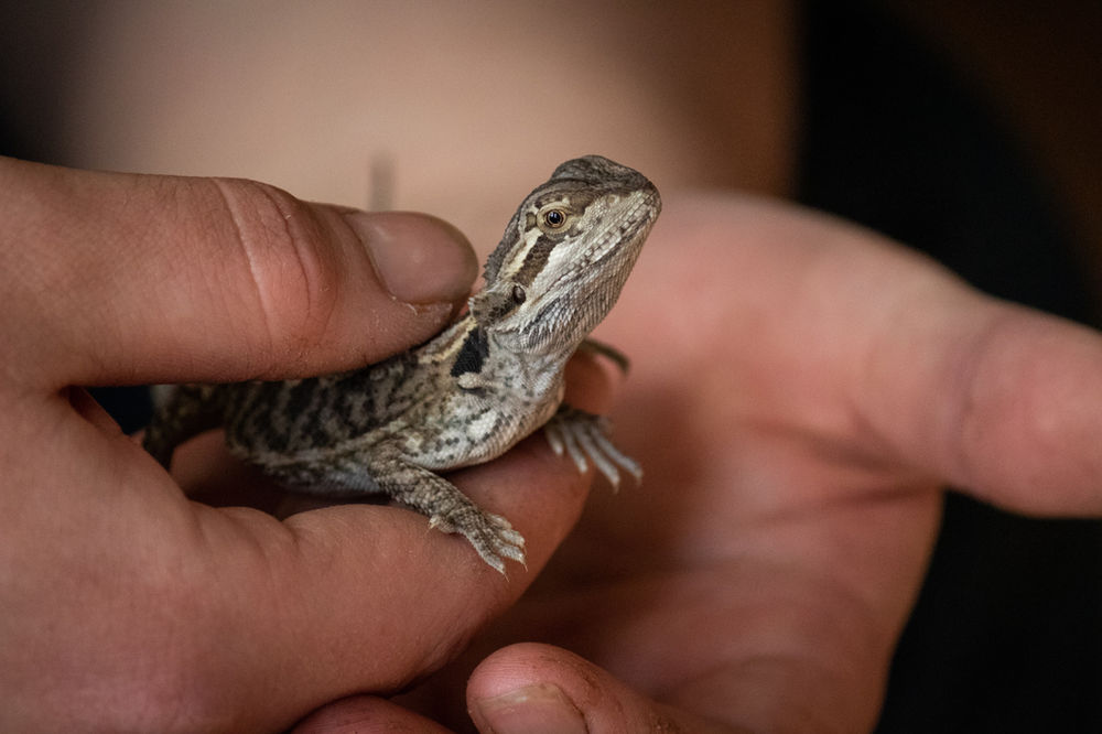 How Many Crickets to Feed a Baby Bearded Dragon