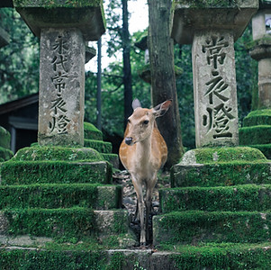 Image by Joey Huang
