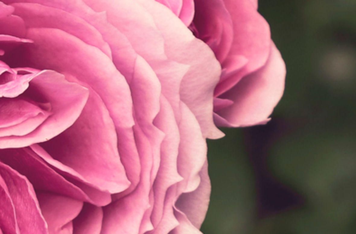 Image by Irina Grotkjaer