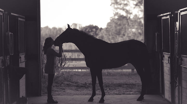 Animal Reiki