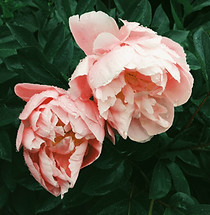 Image by Kristine Weilert