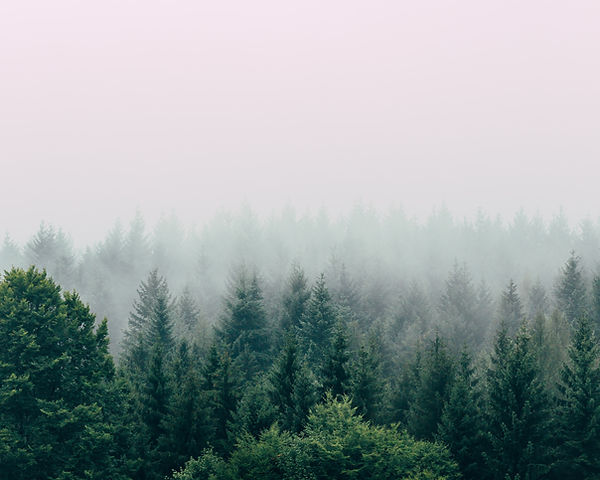 Image by Filip Zrnzević
