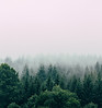 Bosque de niebla