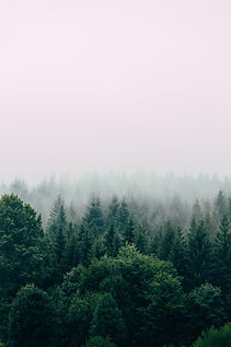 Image by Filip Zrnzević