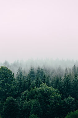 Image by Filip Zrnzević