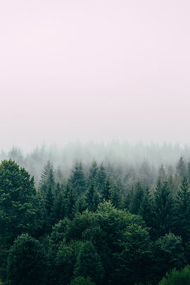 Image by Filip Zrnzević