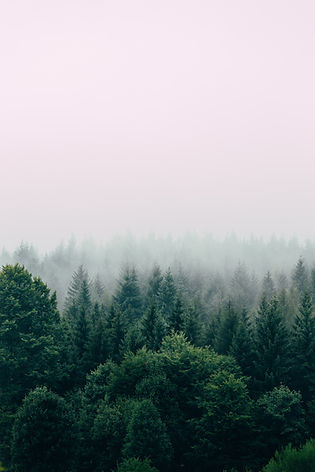 Image by Filip Zrnzević